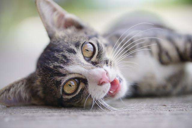 cat deutschland cat deutschland