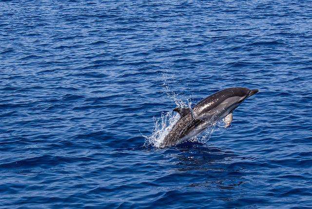 dolphin amazon fresh dolphin amazon fresh