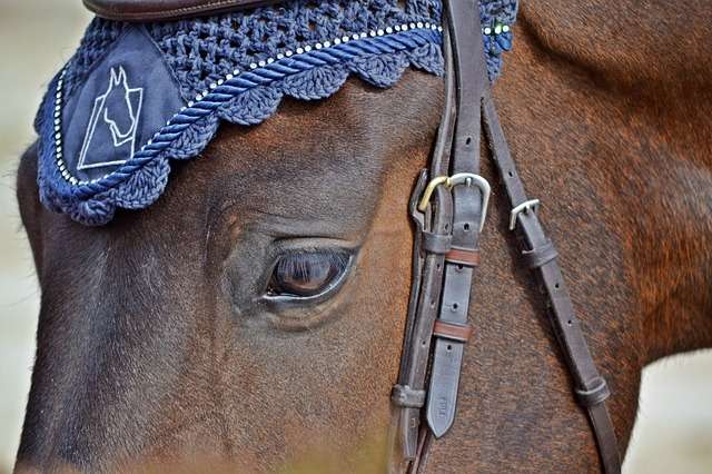 horse amazon prime horse amazon prime