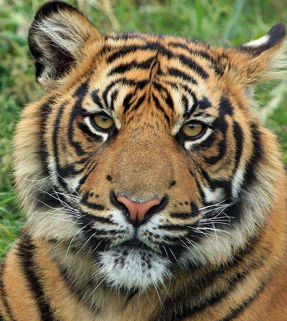 tiger tiger