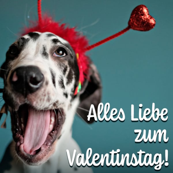 WhatsApp-Sprüche zum Valentinstag: Lustige und romantische Bilder versenden WhatsApp-Sprüche zum Valentinstag: Lustige und romantische Bilder versenden