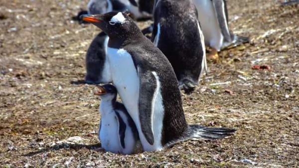
    Google fördert Rust-Entwicklung im Linux-Kernel für mehr Speichersicherheit
  